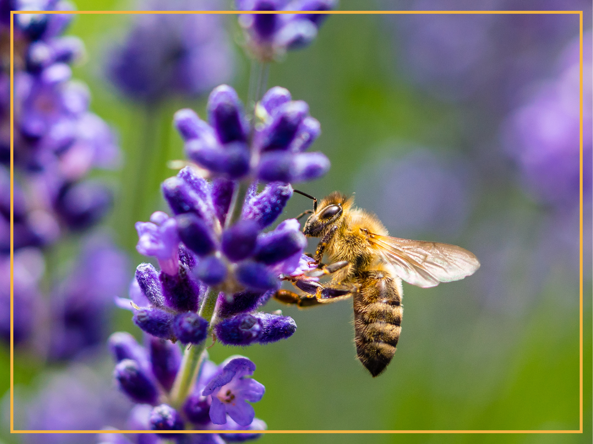 A bee pollinates a purple flower