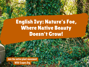 English Ivy: Nature's Foe, Where Native Beauty Doesn't Grow!