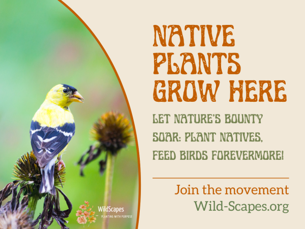 Native Plants Grow Here | American Goldfinch