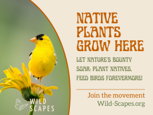 Native Plants Grow Here | American Goldfinch