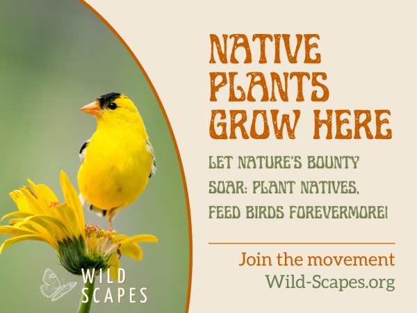 Native Plants Grow Here | American Goldfinch