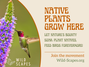 Native Plants Grow Here | Anna's Hummingbird