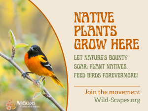 Native Plants Grow Here | Baltimore Oriole