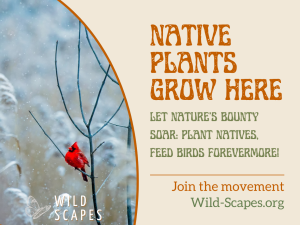 Native Plants Grow Here | Cardinal