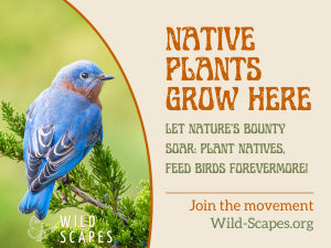 Native Plants Grow Here | Eastern Bluebird