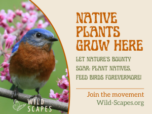 Native Plants Grow Here | Eastern Bluebird