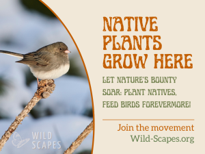Native Plants Grow Here | Dark-Eyed Junco