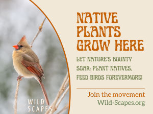 Native Plants Grow Here | Northern Cardinal Female