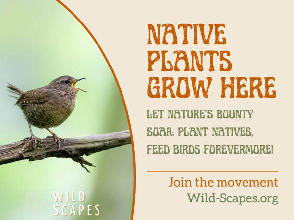 Native Plants Grow Here | Pacific Wren