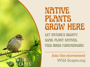 Native Plants Grow Here | Sparrow