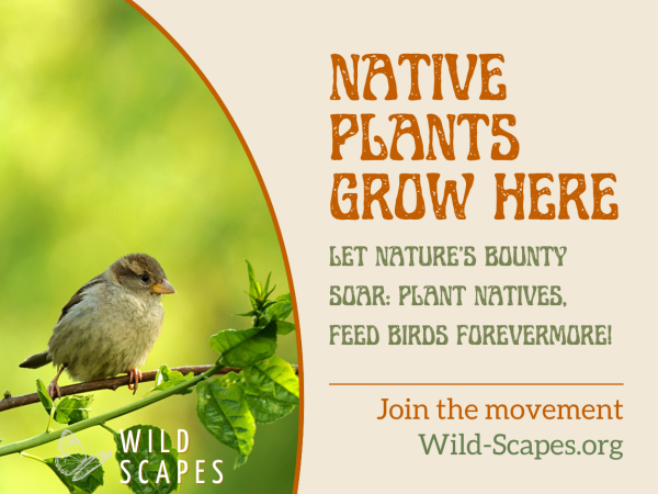 Native Plants Grow Here | Sparrow
