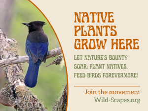 Native Plants Grow Here | Steller's Jay