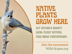 Native Plants Grow Here | Tufted Titmouse