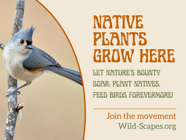 Native Plants Grow Here | Tufted Titmouse