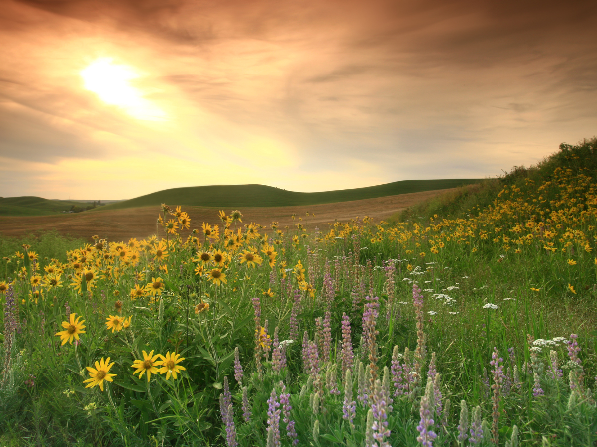 A wildflower meadow