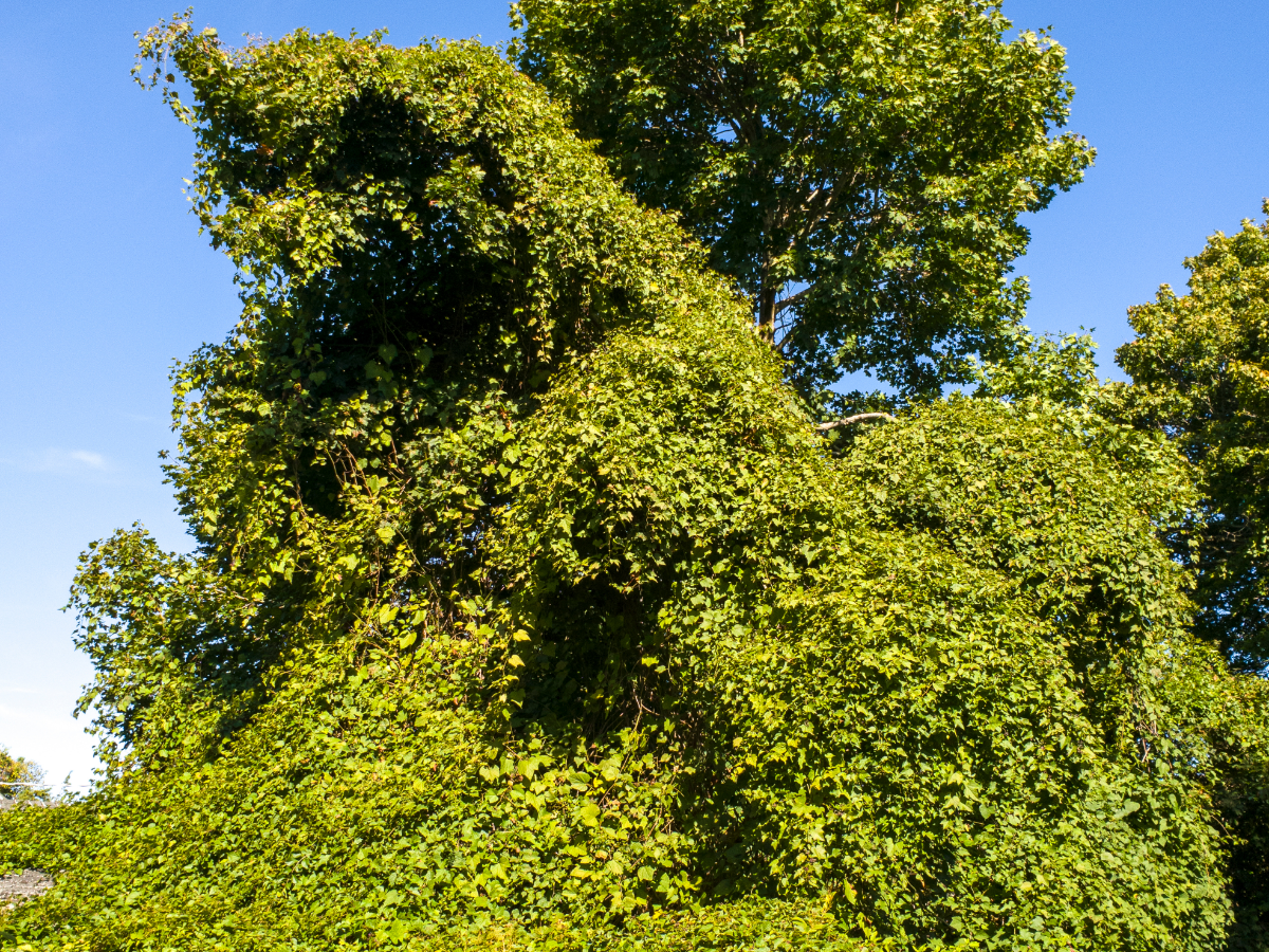 Multiple invasive plants covering and suffocating trees