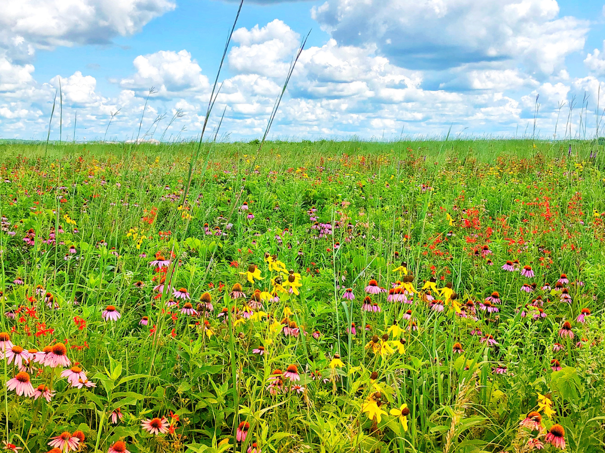 A wildflower meadow