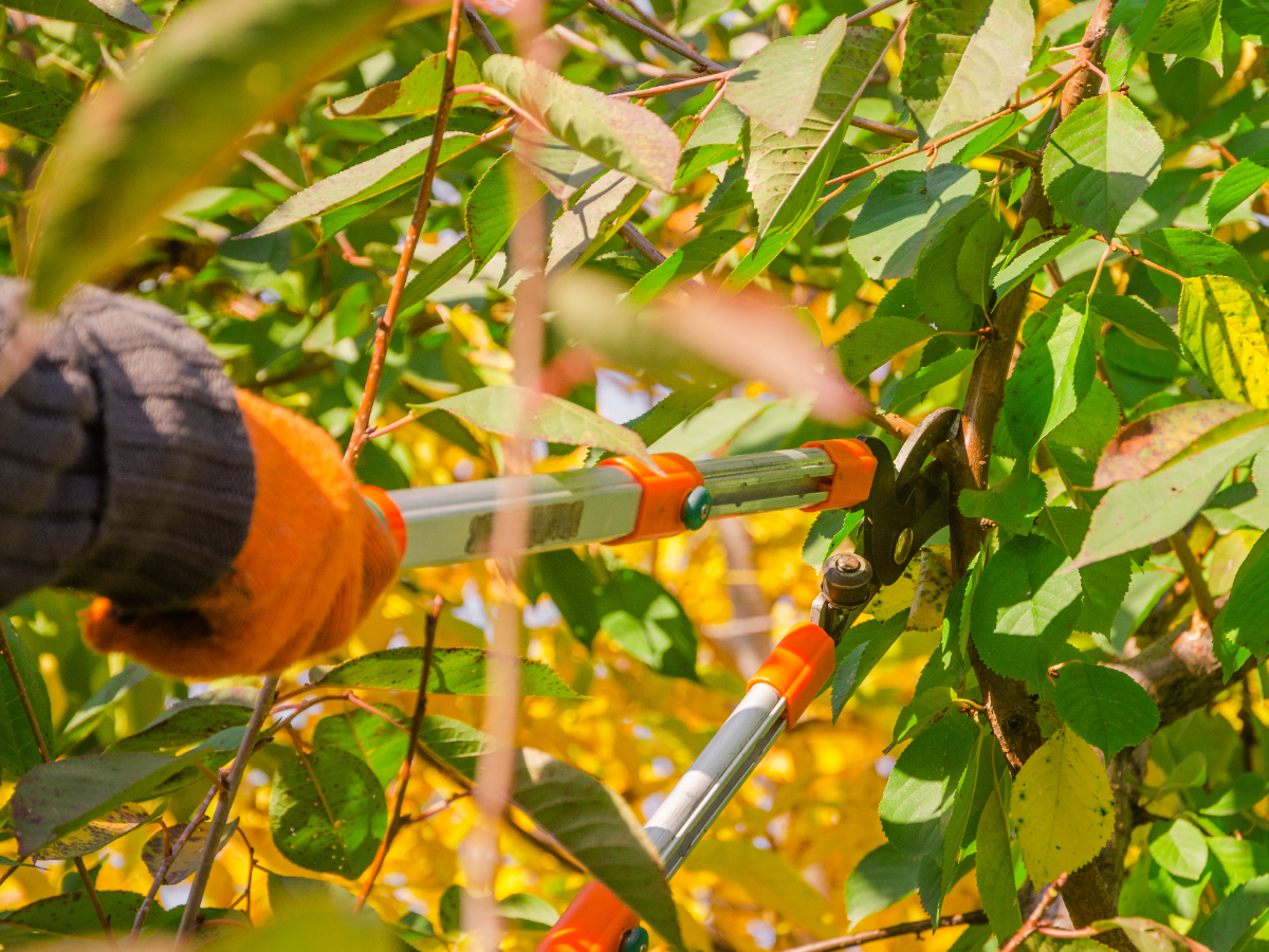 A person pruning an invasive tree