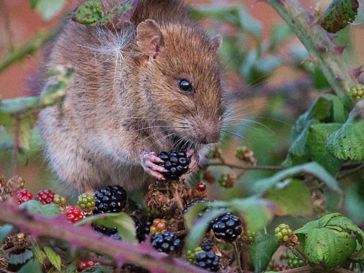 A rat eating blackberries off a cane.