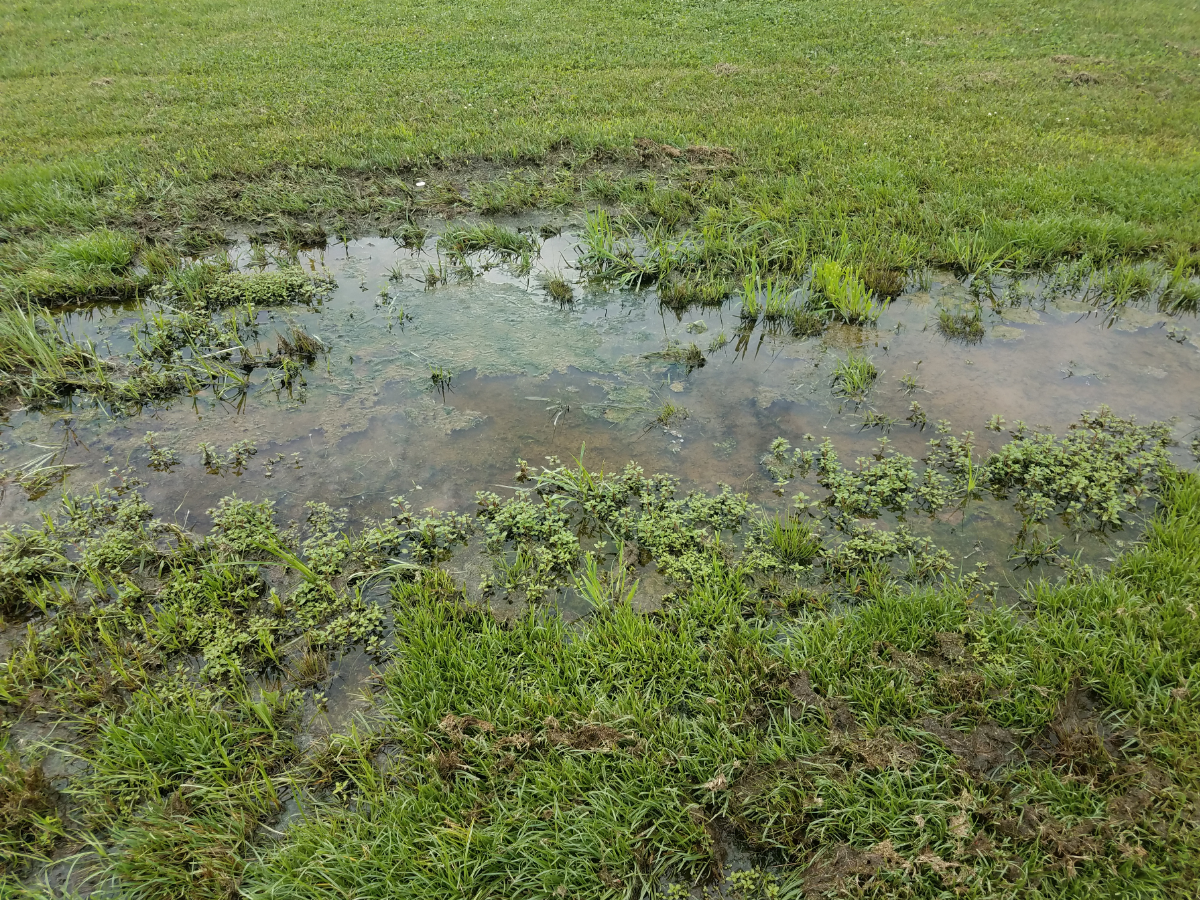 Standing water in a backyard