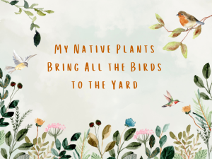 My Native Plants Bring All the Birds to the Yard