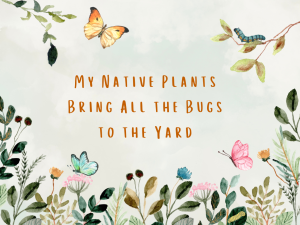 My Native Plants Bring All the [Butterflies] to the Yard