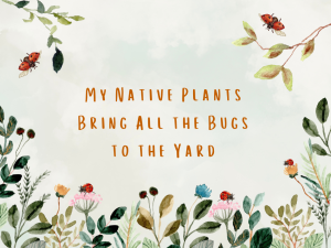 My Native Plants Bring All the [Lady]bugs to the Yard