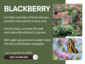 Blackberry: It Chokes Out Trees, It Blocks the Sun V1