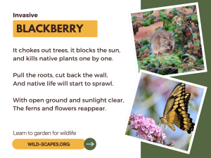 Blackberry: It Chokes Out Trees, It Blocks the Sun V2