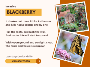 Blackberry: It Chokes Out Trees, It Blocks the Sun V3