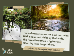Salmon Streams Run Cool and Wide | Ivy Edition