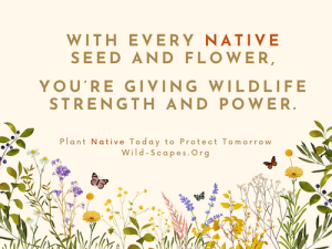 With every native seed and flower, You’re giving wildlife strength and power. Plant Native Today to Protect Tomorrow Wild-Scapes.Org